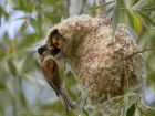 Крилати архитекти: удивителната красота на птичите гнезда