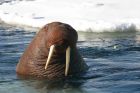 5 невероятно интересни факта за невероятните моржове