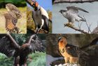 Конкурс вдъхновява деца и възрастни да опознаят хищните птици в България