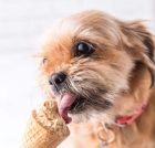 Докато все още е топло навън почерпете кучето с фъстъчен сладолед