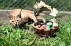 Боядисване на екзотични яйца, хранене на алпака и още интересни занимания е подготвил Бургаският зоопарк за малките си посетители