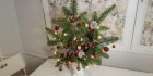 Мини елха във ваза – идеална за малки стаи и големи празници!