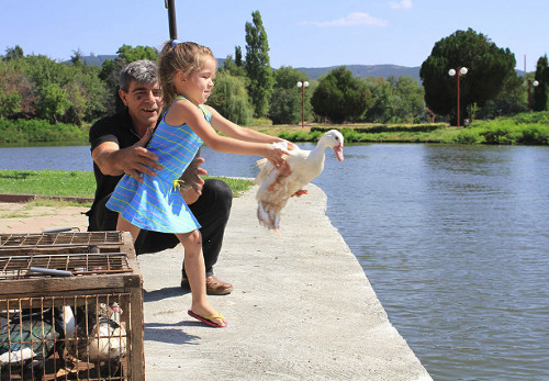 Зеленоглави и мускусни патици са новата атракция на езерото „Загорка” в Стара Загора