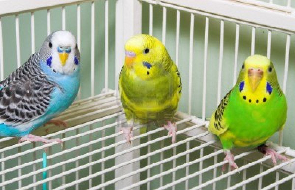 Вълнистите папагали – полезни съвети за отглеждането им