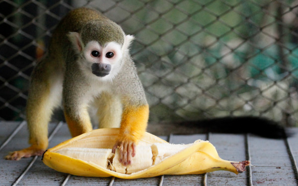Маймунките във варненския зоопарк ще получат коледни подаръци