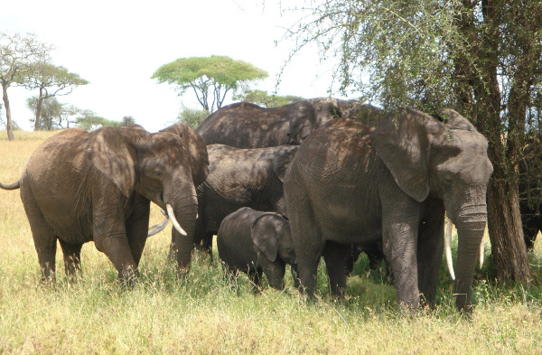 Слоновете се утешават един друг, когато са стресирани