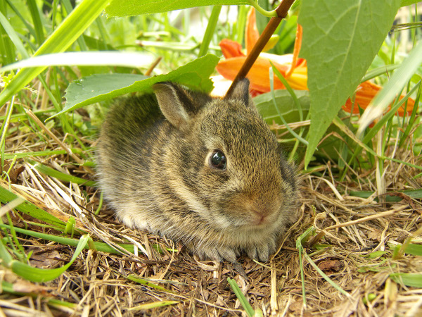 Калифорнийски зайци и токачки ще забавляват малки и големи в Стара Загора
