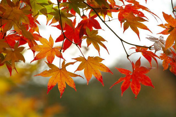Есента красива на всички е любима