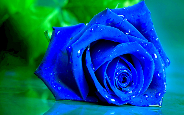 Сините рози са истински