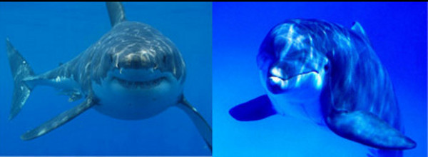 Кой е по-страшен – акулите или делфините?
