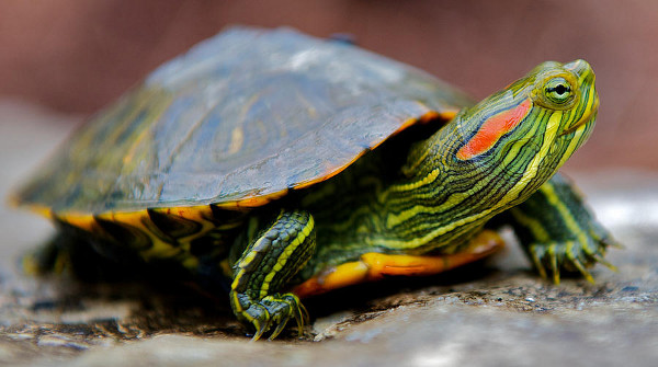 Червенобузата костенурка – домашен любимец, който живее цял век