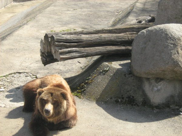 Зоопаркът в София – интересно място за любителите на животните