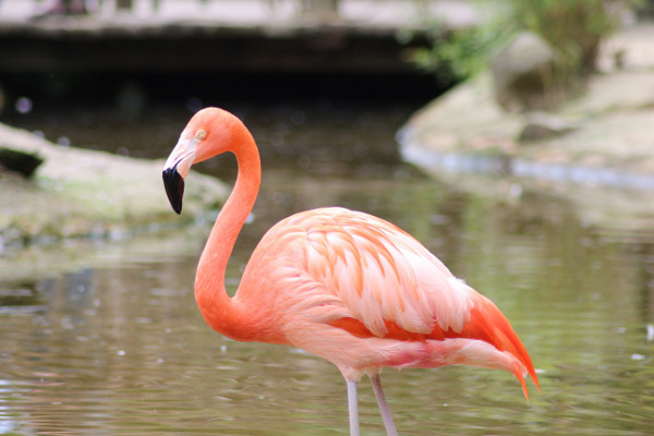 Розово фламинго се появи в защитената местност „Пода” до Бургас