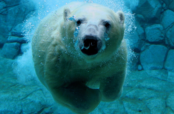 Интересни факти за полярната мечка