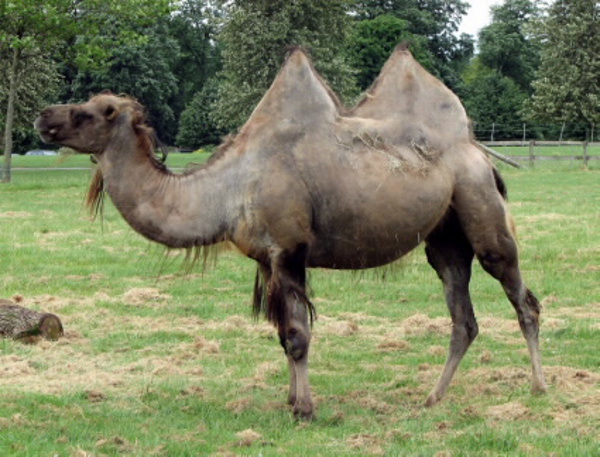 Любимата ми камила