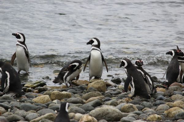 Учени имат нужда от вашата помощ, за да помогнат на пингвините и цялата природа