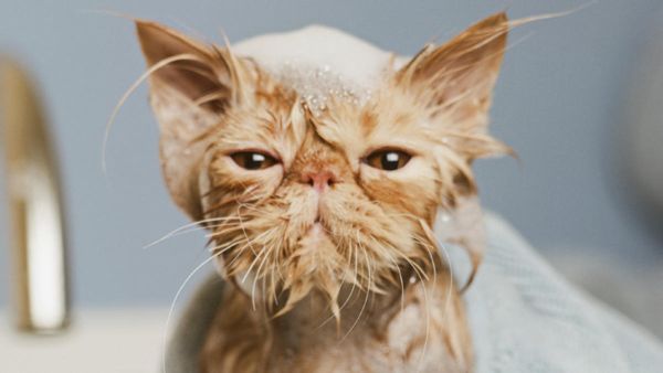 Наистина ли котките мразят водата