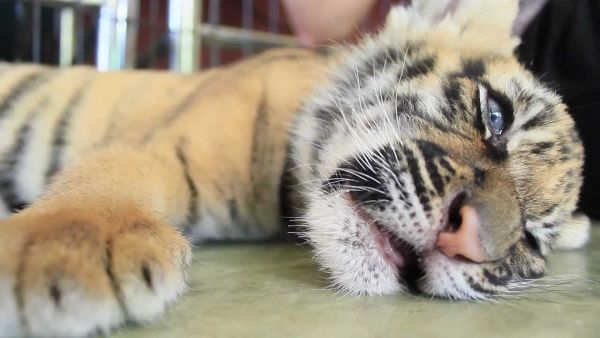 Три тигърчета се родиха в пазарджишкия зоокът 