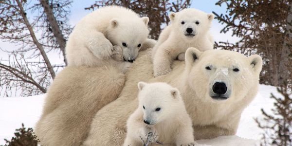 Любопитни факти за полярните мечки