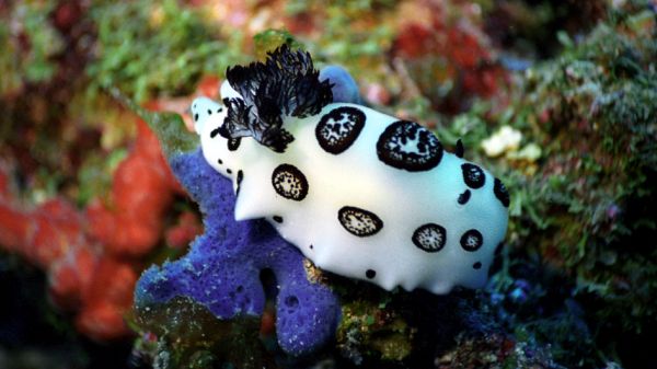 Красивите охлюви от подводния свят