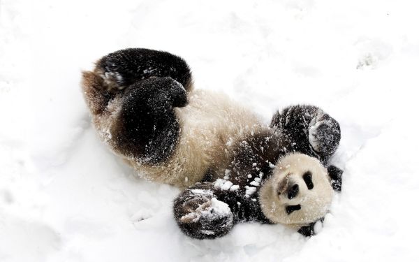 Снежен човек и панда, каква сладурска комбинация!