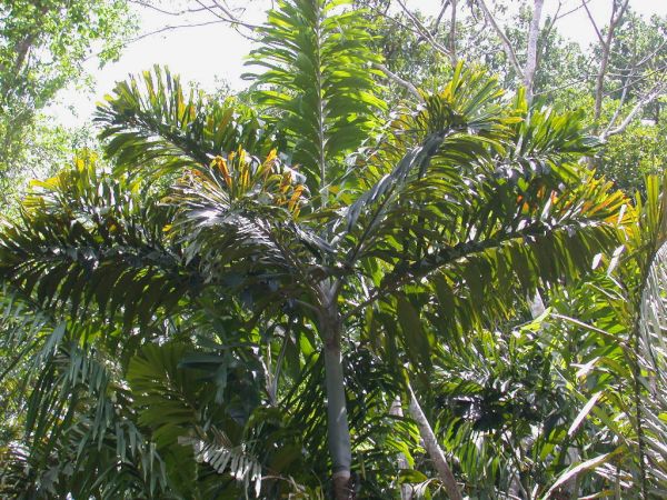 Ходи ли наистина еквадорската ходеща палма?