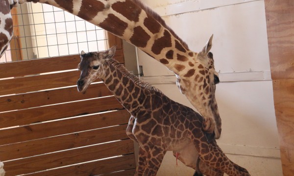 Новородено жирафче и майка му Ейприл са новите интернет звезди