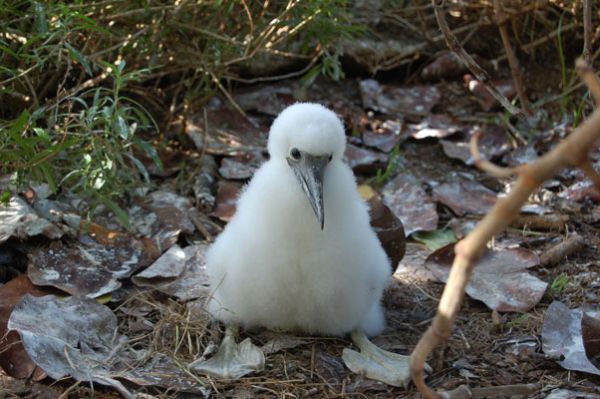 Излюпиха се първите пеликанчета в Природен парк „Персина“
