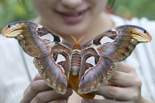 Най-голямата пеперуда в света се излюпи в Бургас