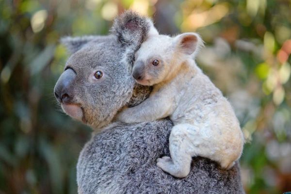Коала със сребърна козина се роди в австралийски зоопарк и е по-сладка от всички