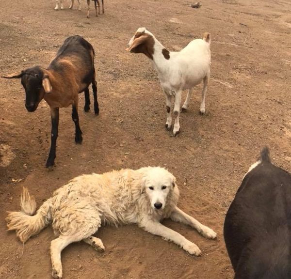 Куче отказа да се спаси от пожар, за да охранява 8 козички