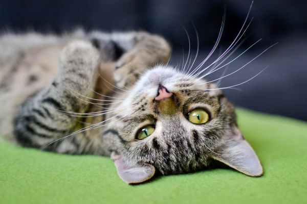 7 факта, които доказват, че котките са велики!