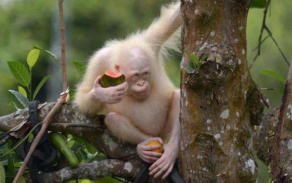 Единственият орангутан албинос бе върнат в дивата природа