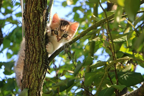 Учените доказаха: котките разбират, когато ги викате, но просто ви игнорират нарочно