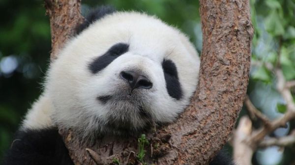 Историческо: за първи път панда албинос бе забелязана в Китай
