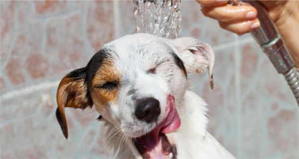 В София: кучето на „автомивка“ заведи и го разхлади!