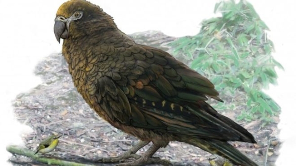 Преди 19 милиона години на Земята е живял гигантски папагал