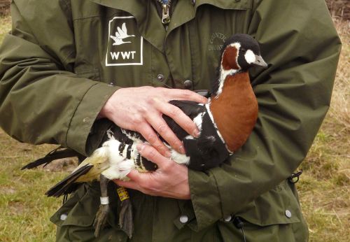 Природозащитници за първи път поставиха GPS на застрашените червеногуши гъски