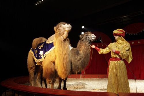 Софийският цирк представя новата си програма в салона на читалище "Цар Борис ІІІ"