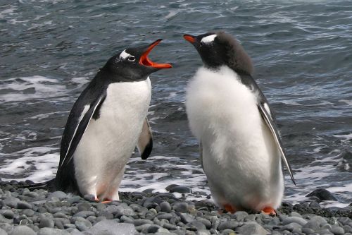 Запознайте се с животните в Антарктида 