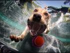 Кучета ловят топка под вода – най-интересното нещо, което ще видите днес