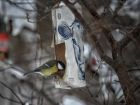 Малките неща: синигери се радват на зимното време в Борисовата градина