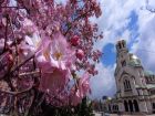 Пролетта е тук: Японските вишни цъфнаха в София