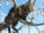 Котките не могат да слизат от дървото с главата...