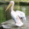 Запознахме се с красивите пеликани в езерото