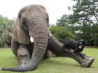Запознайте се с африканския слон Бъбълс и черния...