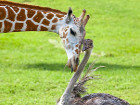 Следващата невероятна история е тази на жирафът Беа...