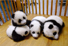 Вярвате или не пандите, особено бебета панди, много...