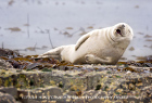 Ха-ха-ха, ще се спукам от смях.  Снимка: comedywildlifephoto.com