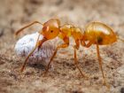 Срещаната навсякъде в Америка домашна мравка е нещо...